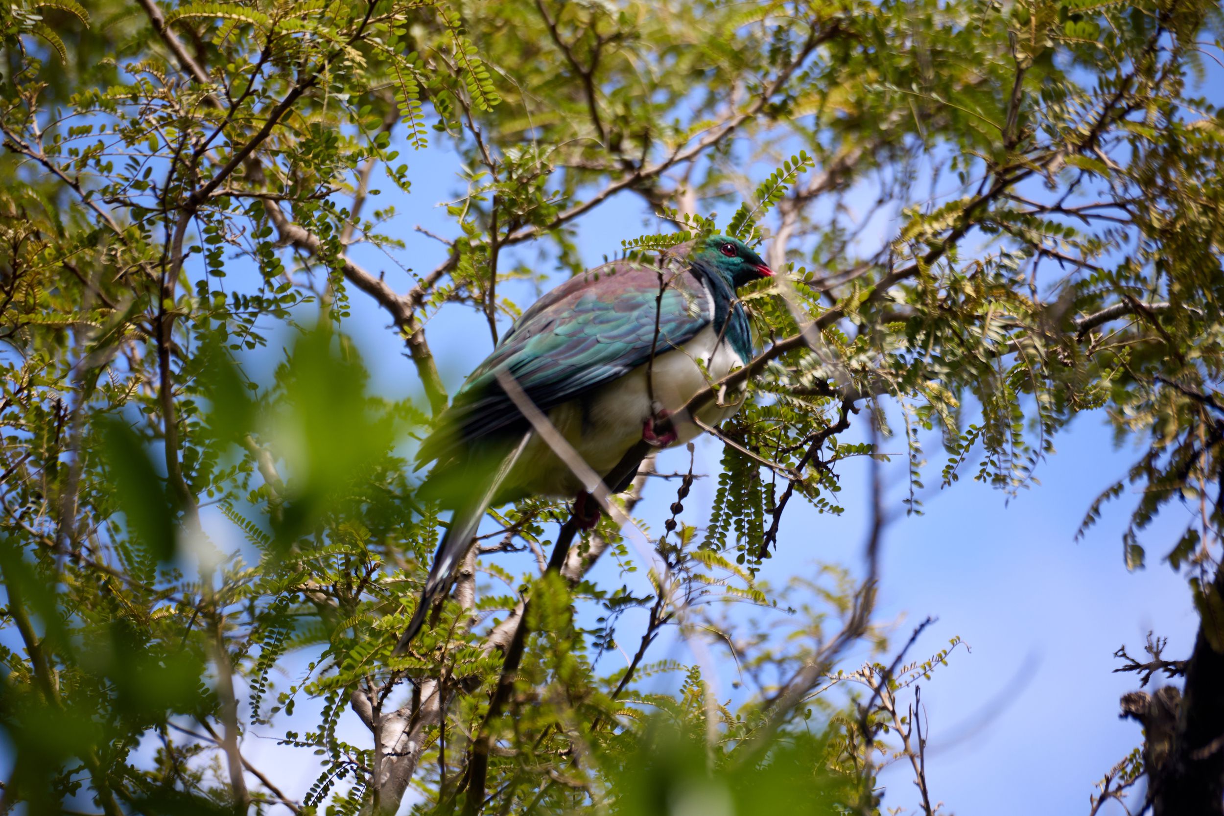 Kererū hiding in a Kōwhai on Tiritiri Matangi